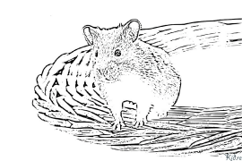 hamster Coloring Pages To Print